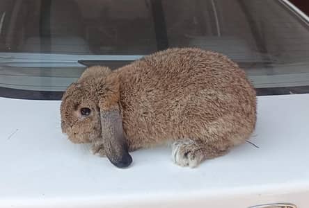 Holland Lop Breeder Male