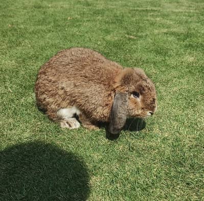Holland Lop Breeder Male