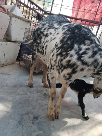 Dodh wali Bakri