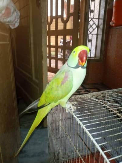 Raw Parrot