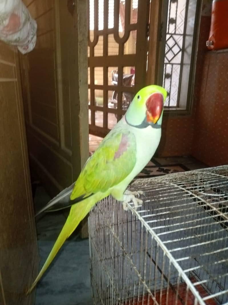 Raw Parrot 0