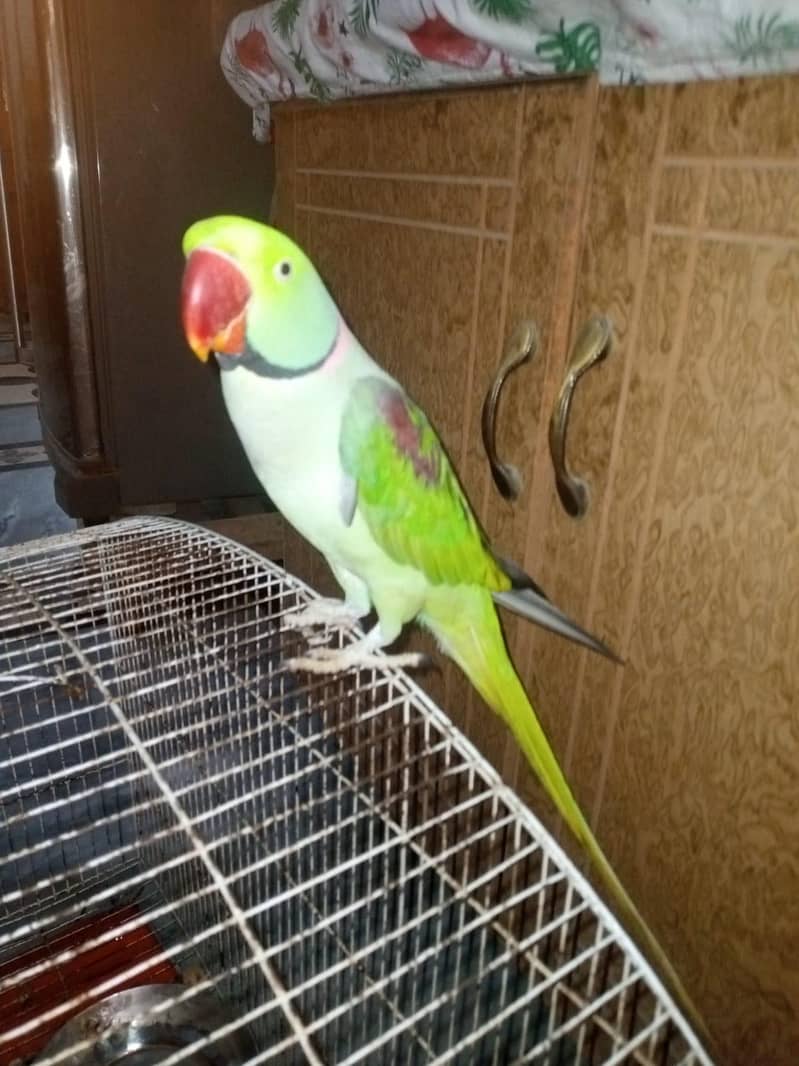 Raw Parrot 1