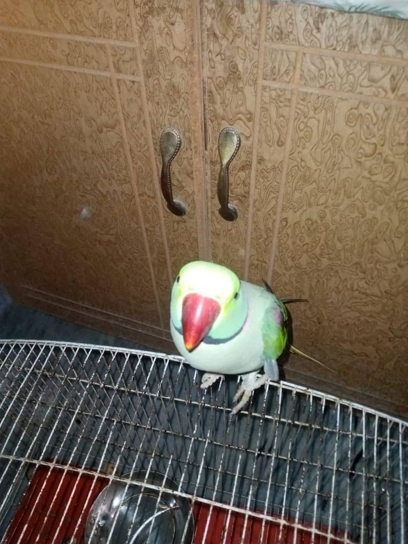 Raw Parrot 2
