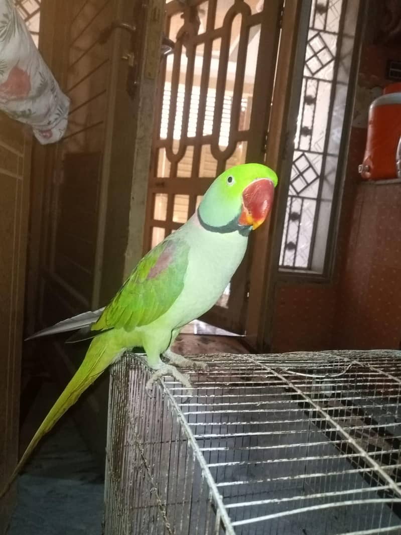 Raw Parrot 3
