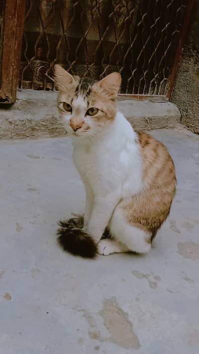 cat black and white