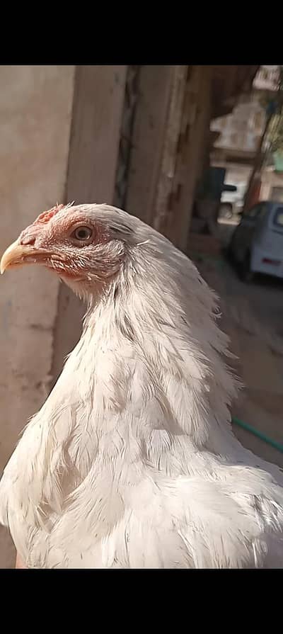 MashaAllah All vaccinated healthy and active