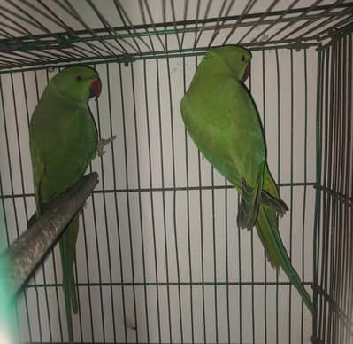Breeder pair for Sale