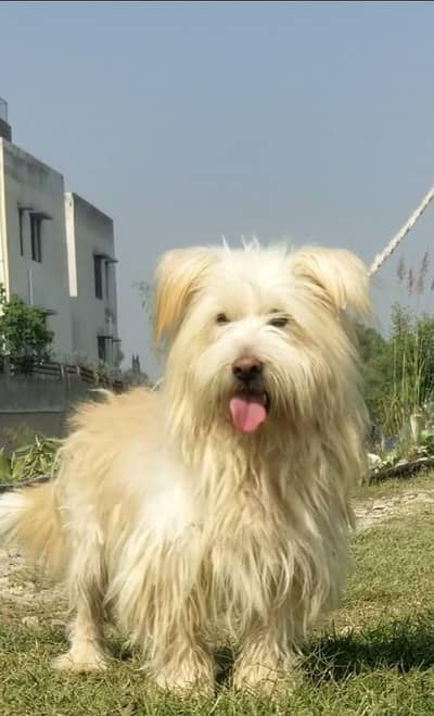Russian poodle men vaccine ke for sale