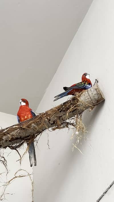 Red rosella pair