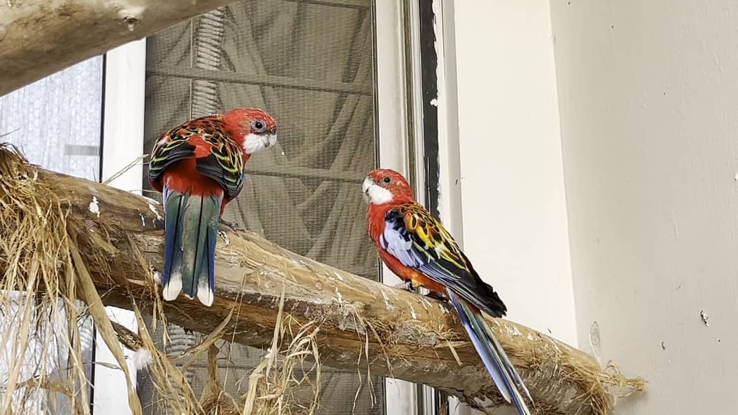 Red rosella pair 1