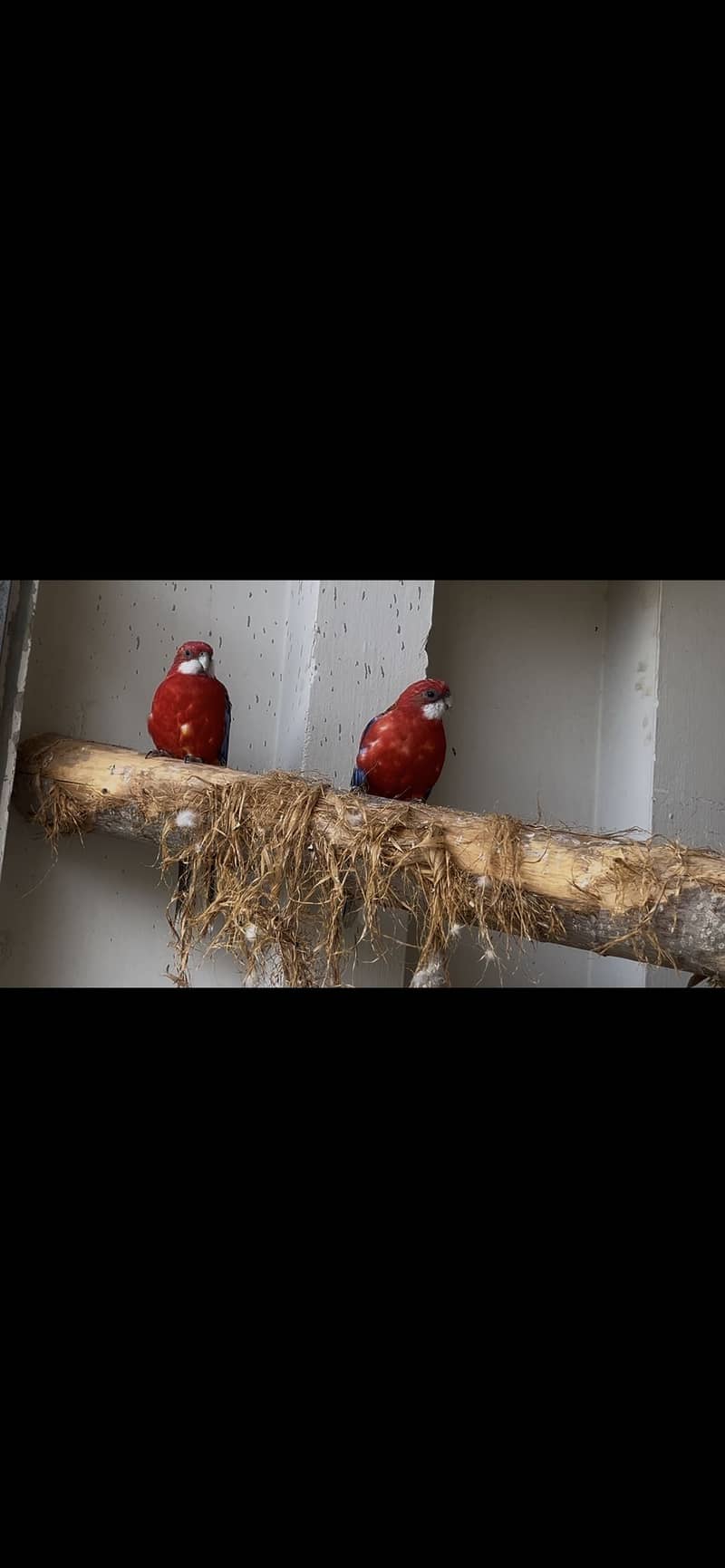 Red rosella pair 2