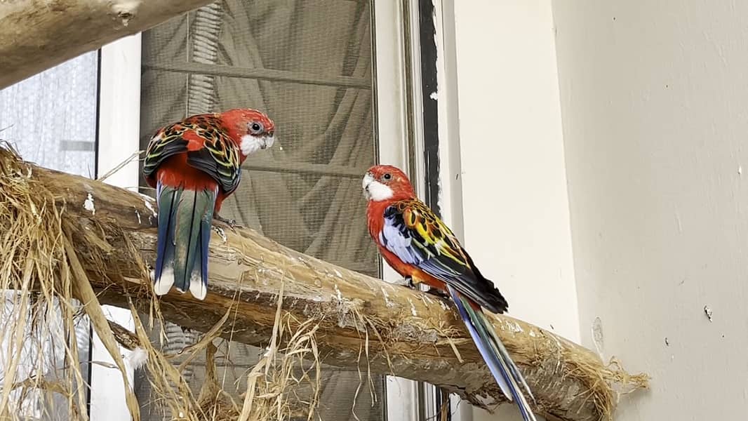 Red rosella pair 3