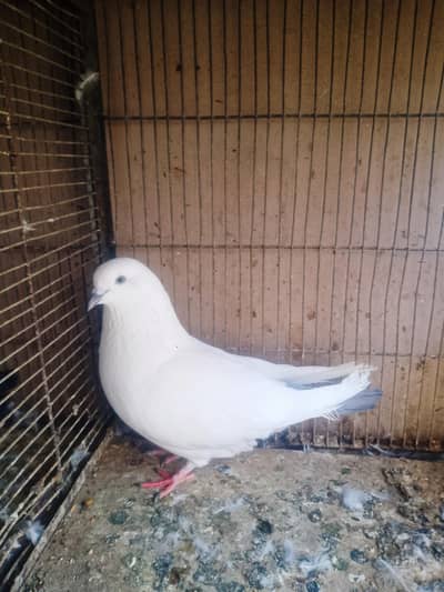 JUMBO NILDUMA MALE