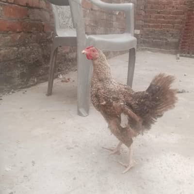 anda wali murgi