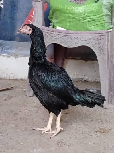 Lasani Aseel Quality Madi