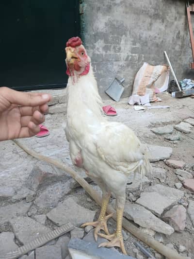 Parrot beak longtail Aseel