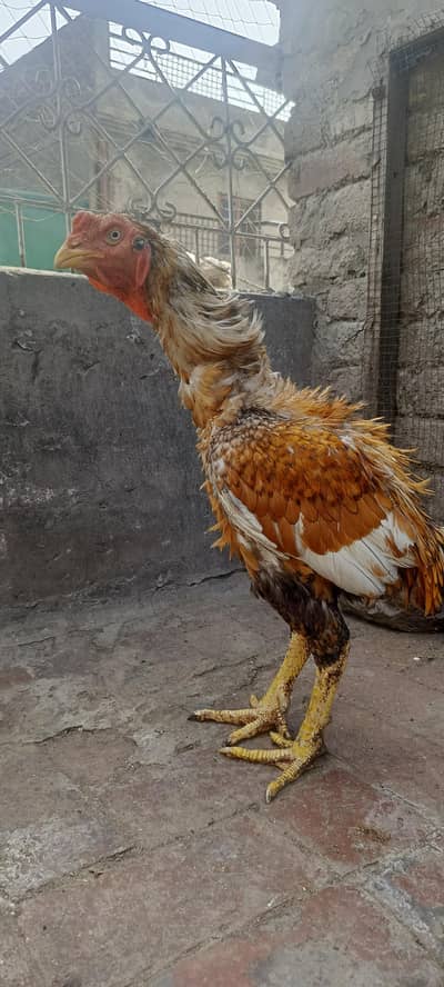 Aseel peela murga big size long hight