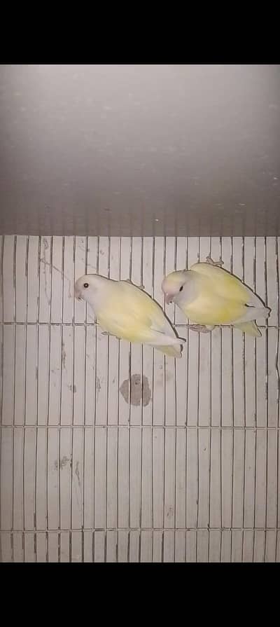 love birds rozi koli