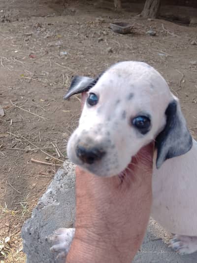 English pointer puppy for sale