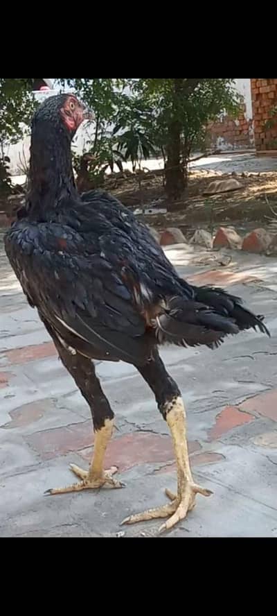 Mianwali aseel murghian murghe pathian pathy long height hens for sale