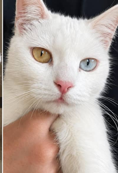 American Cat