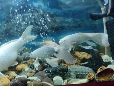 4 Beautiful White Koi Carp Fish for Sale