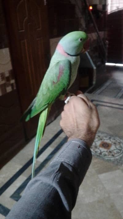 Parrot for sale 03288104963
