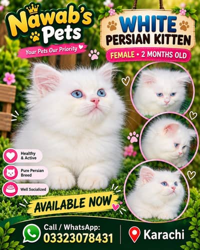 Persian kittens