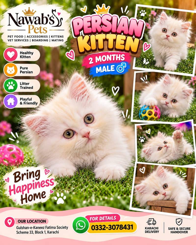 Persian kittens 1