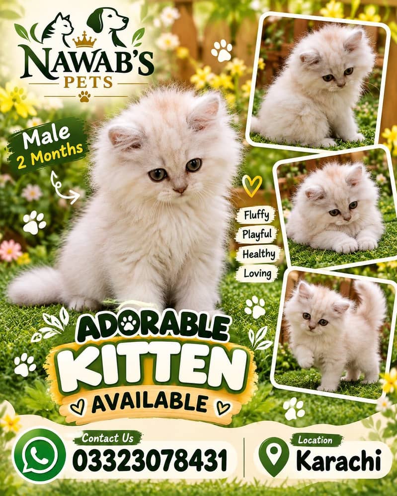 Persian kittens 2