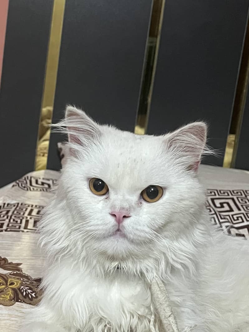 Persian cat 0