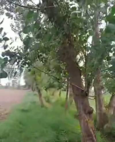 4 KANAL FARMHOUSE/RESIDENTIAL PLOT IN ORCHARD GREENZ