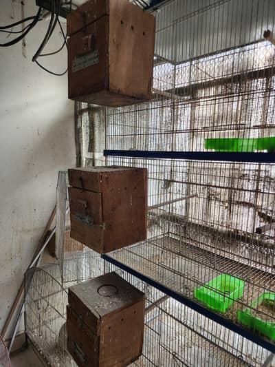 LOVE BIRDS SETUP CAGE BOX