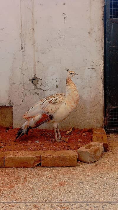 pecock female