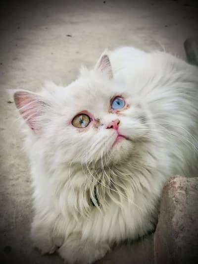 Beautiful White Persian Cat for Sale | Triple Coat | odd Eyes