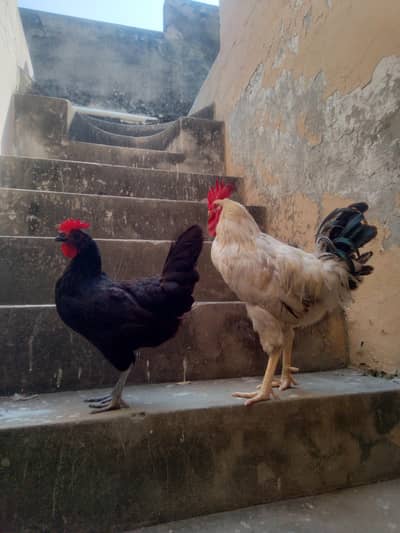Two Desi Hen is for sale White and Black Beauty