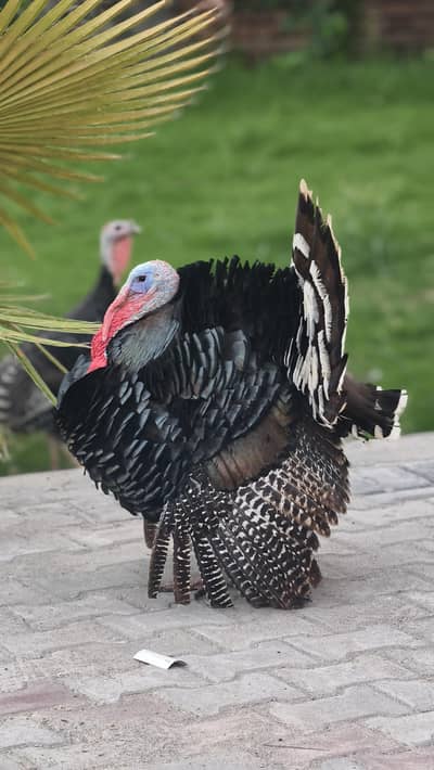 Turkey Bird 1 male 2 females