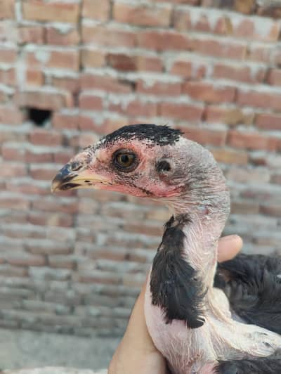 vaitnam chicks for sale