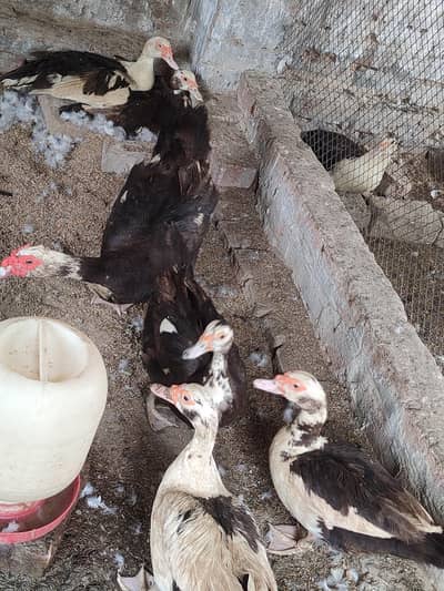 2 mail 7 feemail all Duck's egg's laying