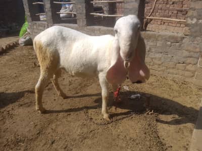 Kajla Breed Chatra