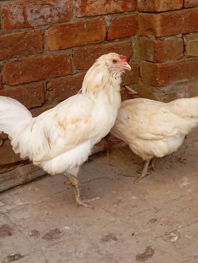 americona pair , ayam cemani female, Hera aseel pair, dhandharvi breed