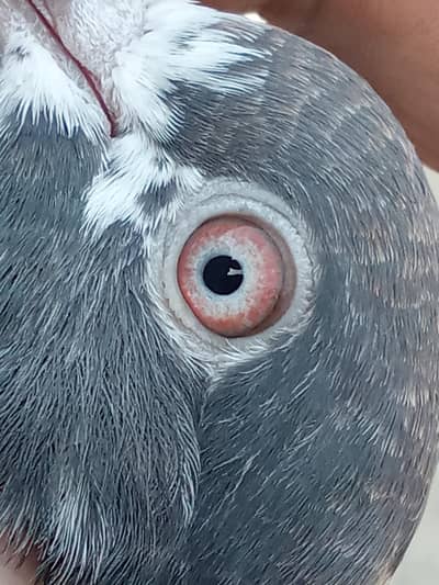 pigeon