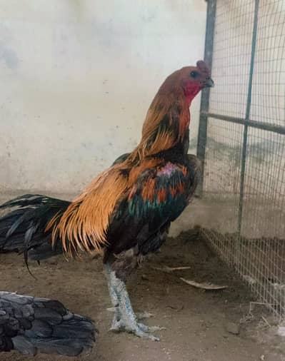 parrot beak & dragon aseel