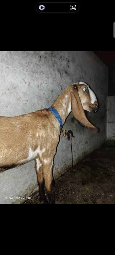 2 damt bakri for seal bakri corss hai 2 mohnt ki confirm hai mashallah