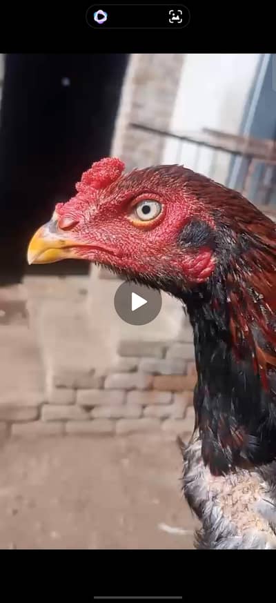 Mianwali Aseel Home Breed