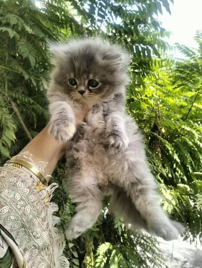 Grey Persian Kittens for Sale – 1 Male & 2 Females, 2 Months