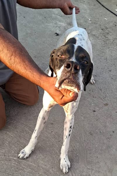 German pointer for sale young
