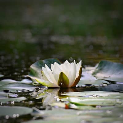 Spa service available For Females At Doorstep
