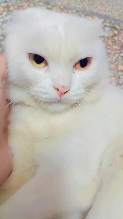 Persian cat