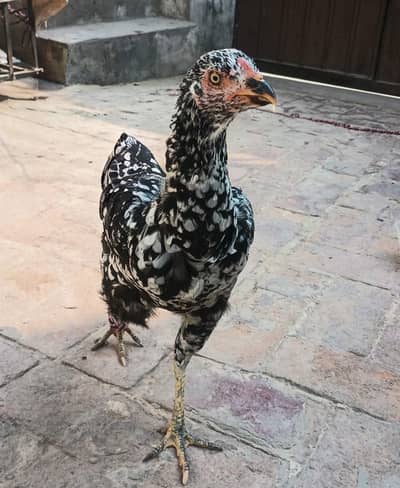 Aseel Female For Sale